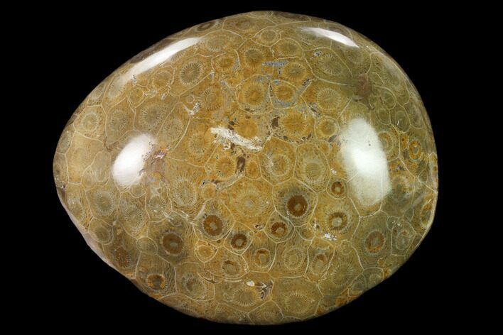 Bargain, Polished Fossil Coral (Actinocyathus) Head - Morocco #157540